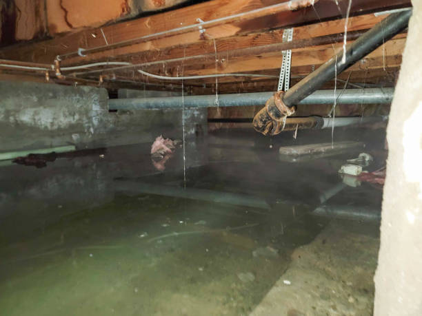 Best Flood damage cleanup  in Duluth, MN