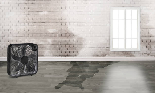 Best Mold removal after water damage  in Duluth, MN